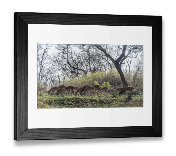 Framed Print : Chital -Axis axis-, Tamil Nadu, India Framed Print : Chital -Axis axis-, Tamil Nadu, India