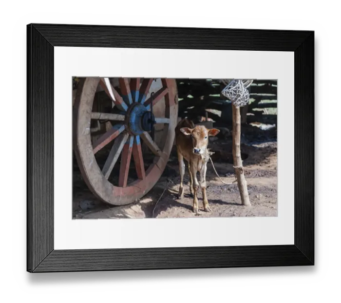 Framed Print : Calf, tied up, India Framed Print : Calf, tied up, India