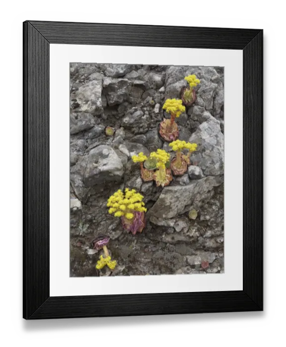 Framed Print : Canary Golden Mountain Rose -Greenovia aurea-, La Gomera, Canary Islands, Spain, Europe, La Gomera, Valle Gran Rey, Canary Islands, Spain Framed Print : Canary Golden Mountain Rose -Greenovia aurea-, La Gomera, Canary Islands, Spain, Europe, La Gomera, Valle Gran Rey, Canary Islands, Spain