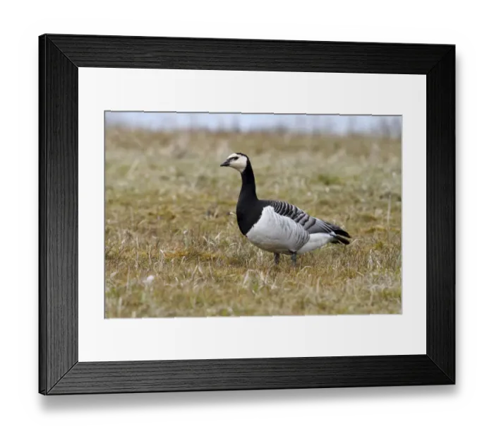 Framed Print : Barnacle Goose -Branta leucopsis- on a meadow, Lauwersmeer National Park, Lauwers Sea, Holland, Netherlands, Europe Framed Print : Barnacle Goose -Branta leucopsis- on a meadow, Lauwersmeer National Park, Lauwers Sea, Holland, Netherlands, Europe