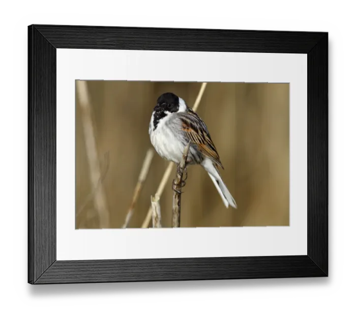 Framed Print : Reed Bunting -Emberiza schoeniclus-, male on a reed, Lauwersmeer National Park, Lauwers Sea, Holland, Netherlands, Europe Framed Print : Reed Bunting -Emberiza schoeniclus-, male on a reed, Lauwersmeer National Park, Lauwers Sea, Holland, Netherlands, Europe