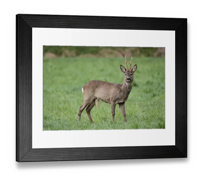Framed Print : European or Western Roe Deer -Capreolus capreolus-, in grey winter coat, Allgaeu, Bavaria, Germany, Europe Framed Print : European or Western Roe Deer -Capreolus capreolus-, in grey winter coat, Allgaeu, Bavaria, Germany, Europe