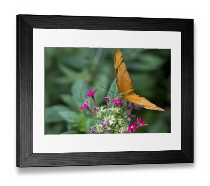 Framed Print : Julia Butterfly -Dyras iulia-, Monteverde, Puntarenas Province, Costa Rica, Central America Framed Print : Julia Butterfly -Dyras iulia-, Monteverde, Puntarenas Province, Costa Rica, Central America
