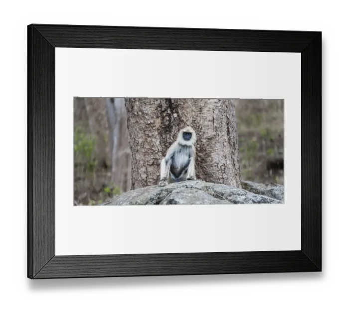 Framed Print : Gray langur -Semnopithecus sp. - sitting on stone, Mudumalai Wildlife Sanctuary, Tamil Nadu, India Framed Print : Gray langur -Semnopithecus sp. - sitting on stone, Mudumalai Wildlife Sanctuary, Tamil Nadu, India