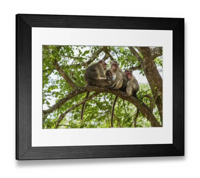 Framed Print : Family of rhesus monkeys -Macaca mulatta- with young, Mudumalai Wildlife Sanctuary, Tamil Nadu, India