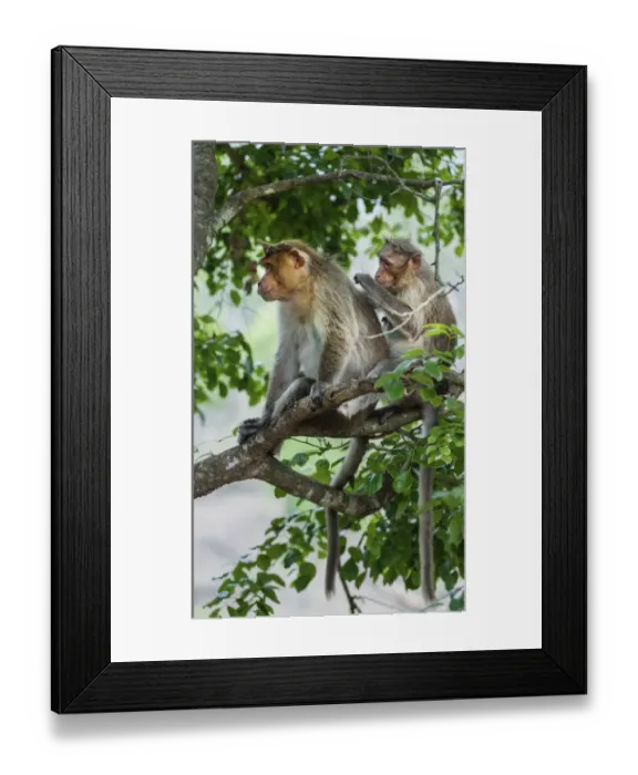 Framed Print : Rhesus monkeys -Macaca mulatta- grooming, Mudumalai Wildlife Sanctuary, Tamil Nadu, India Framed Print : Rhesus monkeys -Macaca mulatta- grooming, Mudumalai Wildlife Sanctuary, Tamil Nadu, India