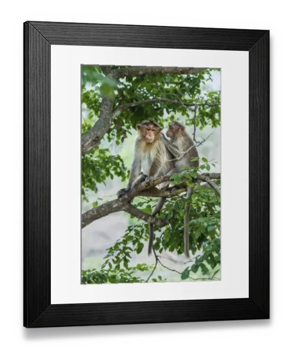 Framed Print : Rhesus monkeys -Macaca mulatta- grooming, Mudumalai Wildlife Sanctuary, Tamil Nadu, India