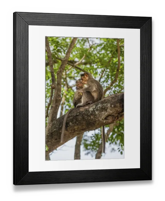 Framed Print : Two rhesus monkeys -Macaca mulatta-, juveniles, Mudumalai Wildlife Sanctuary, Tamil Nadu, India