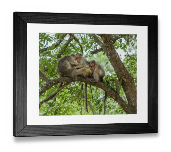 Framed Print : Family of rhesus monkeys -Macaca mulatta-, Mudumalai Wildlife Sanctuary, Tamil Nadu, India Framed Print : Family of rhesus monkeys -Macaca mulatta-, Mudumalai Wildlife Sanctuary, Tamil Nadu, India