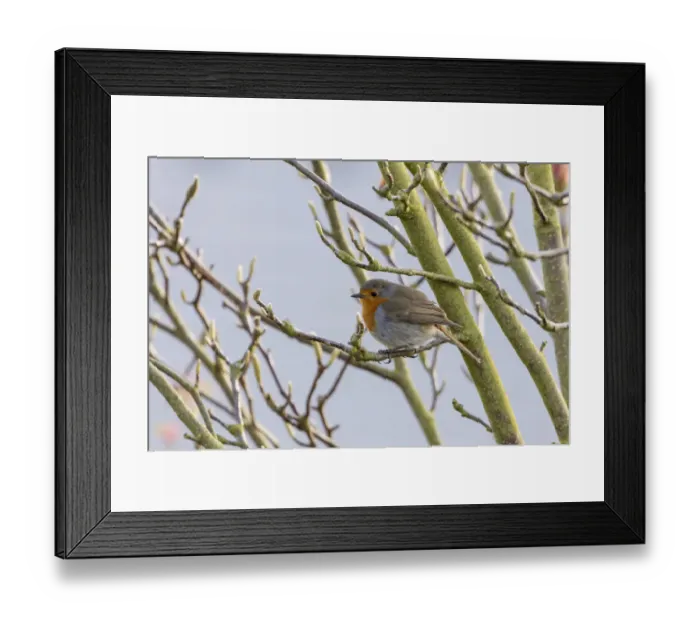 Framed Print : Robin -Erithacus rubecula-, perched on a twig, Fuldabruck, Fuldabruck, Hesse, Germany Framed Print : Robin -Erithacus rubecula-, perched on a twig, Fuldabruck, Fuldabruck, Hesse, Germany