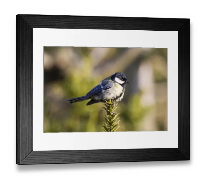 Framed Print : Great Tit -Parus major-, Fuldabruck, Fuldabruck, Hesse, Germany Framed Print : Great Tit -Parus major-, Fuldabruck, Fuldabruck, Hesse, Germany