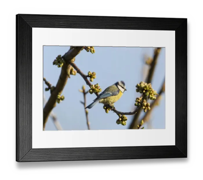 Framed Print : Blue Tit -Cyanistes caeruleus syn Parus caeruleus-, Fuldabruck, Hesse, Germany