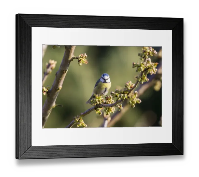 Framed Print : Blue Tit -Cyanistes caeruleus syn Parus caeruleus-, Fuldabruck, Hesse, Germany Framed Print : Blue Tit -Cyanistes caeruleus syn Parus caeruleus-, Fuldabruck, Hesse, Germany