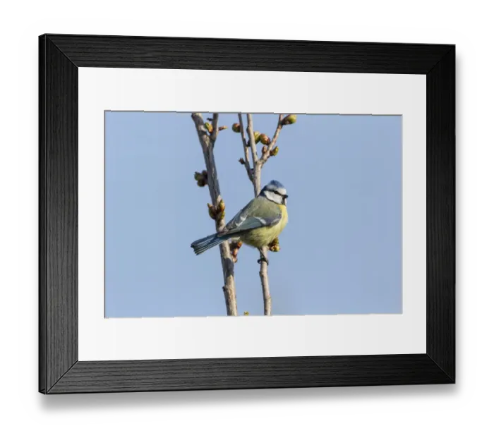 Framed Print : Blue Tit -Cyanistes caeruleus syn Parus caeruleus-, Fuldabruck, Hesse, Germany Framed Print : Blue Tit -Cyanistes caeruleus syn Parus caeruleus-, Fuldabruck, Hesse, Germany