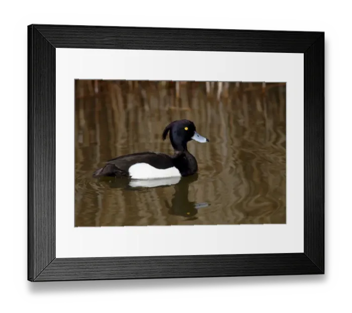 Framed Print : Tufted Duck -Aythya fuligula-, drake swimming in a pond, Lauwersmeer National Park, Lauwers Sea, Holland, Netherlands, Europe Framed Print : Tufted Duck -Aythya fuligula-, drake swimming in a pond, Lauwersmeer National Park, Lauwers Sea, Holland, Netherlands, Europe
