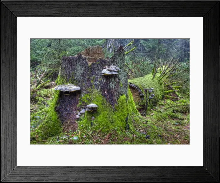 Framed Print : Red Banded Polypore -Fomitopsis pinicola- on a tree trunk, moss, spruce forest, protected forest, near Steinhausen, Baden-Wuerttemberg, Germany, Europe