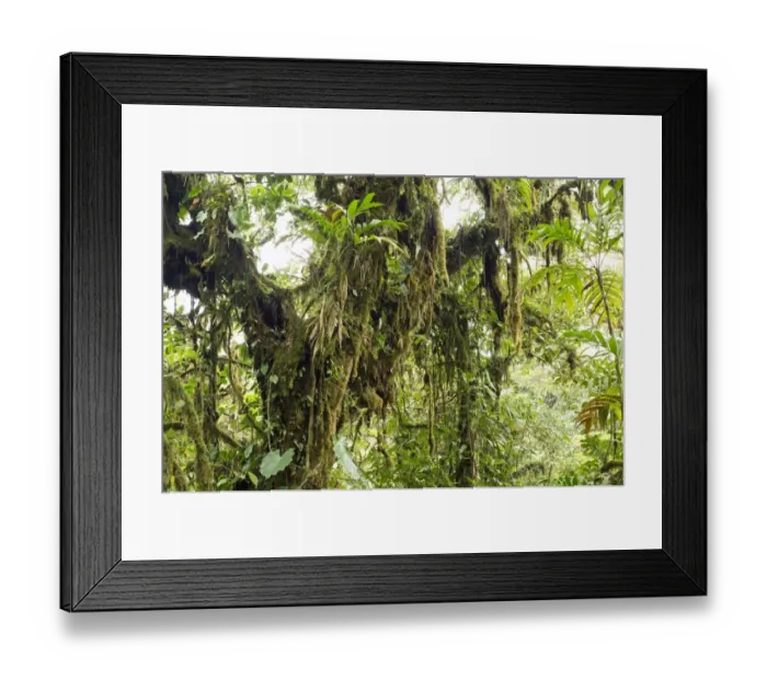 Framed Print : Cloud forest vegetation, Monteverde, Puntarenas Province, Costa Rica, Central America Framed Print : Cloud forest vegetation, Monteverde, Puntarenas Province, Costa Rica, Central America