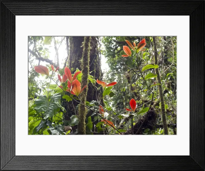 Framed Print : Cloud forest vegetation, Monteverde, Puntarenas Province, Costa Rica, Central America Framed Print : Cloud forest vegetation, Monteverde, Puntarenas Province, Costa Rica, Central America