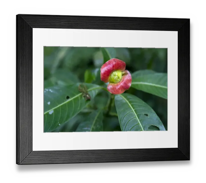 Framed Print : Sore-mouth bush -Psychotria poeppigiana, Cephalis tomentosa-, Monteverde, Puntarenas Province, Costa Rica, Central America Framed Print : Sore-mouth bush -Psychotria poeppigiana, Cephalis tomentosa-, Monteverde, Puntarenas Province, Costa Rica, Central America