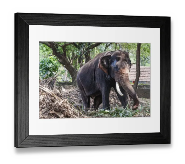 Framed Print : Asian Elephant -Elephas maximus-, Kerala, India Framed Print : Asian Elephant -Elephas maximus-, Kerala, India