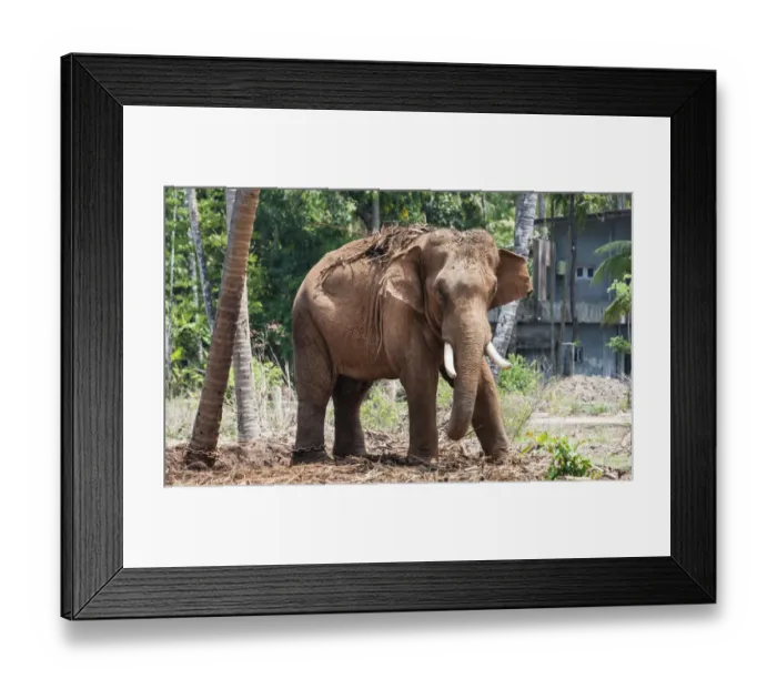 Framed Print : Asian Elephant -Elephas maximus-, Kerala, India Framed Print : Asian Elephant -Elephas maximus-, Kerala, India