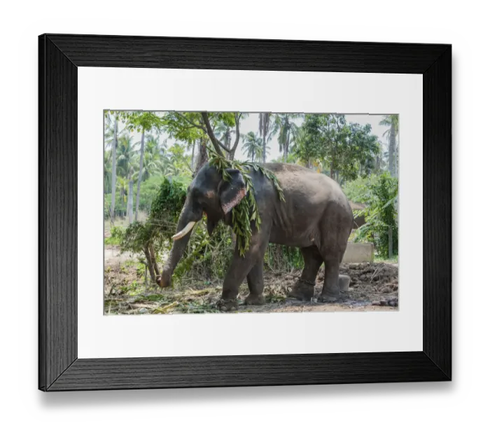 Framed Print : Asian Elephant -Elephas maximus-, Kerala, India Framed Print : Asian Elephant -Elephas maximus-, Kerala, India