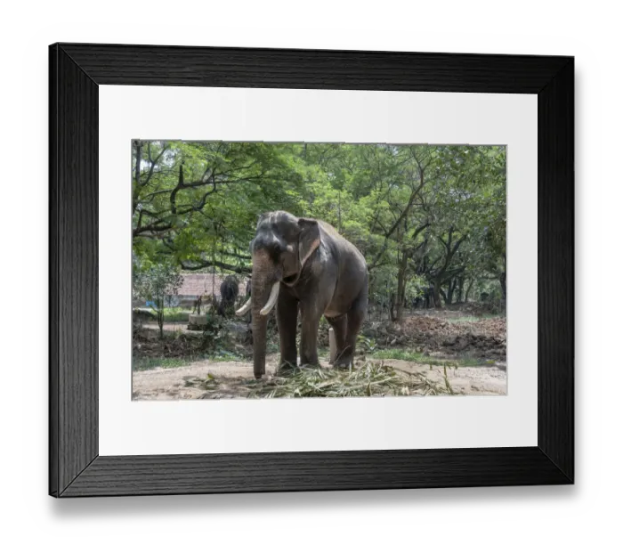 Framed Print : Asian Elephant -Elephas maximus-, Kerala, India Framed Print : Asian Elephant -Elephas maximus-, Kerala, India