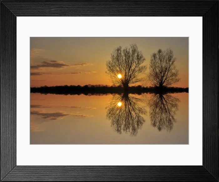 Framed Print : Pollarded willows -Salix sp. -, at sunset, near Tangstedt, Schleswig-Holstein, Germany, Europe Framed Print : Pollarded willows -Salix sp. -, at sunset, near Tangstedt, Schleswig-Holstein, Germany, Europe