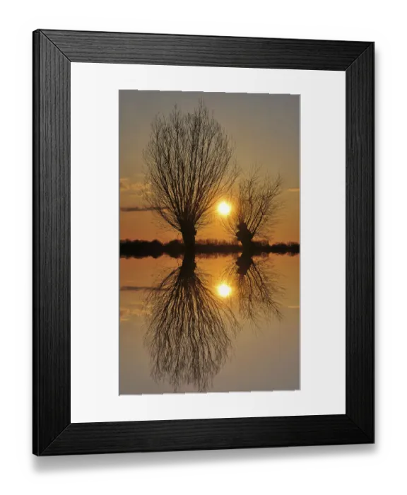 Framed Print : Pollarded willows -Salix sp. -, at sunset, near Tangstedt, Schleswig-Holstein, Germany, Europe