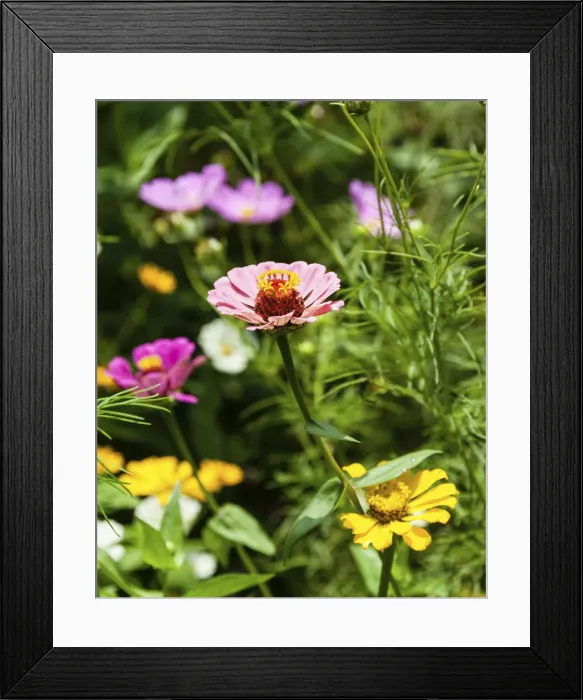 Framed Print : Flower meadow with Zinnias -Zinnia violacea-, India Framed Print : Flower meadow with Zinnias -Zinnia violacea-, India