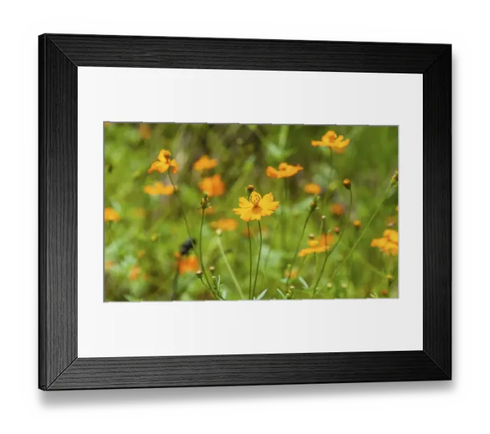 Framed Print : Orange wildflowers, Garden Cosmos or Mexican Asters -Cosmos bipinnatus-, flower meadow, India Framed Print : Orange wildflowers, Garden Cosmos or Mexican Asters -Cosmos bipinnatus-, flower meadow, India