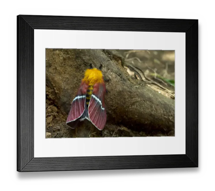 Framed Print : Hemileucine Giant Silkmoth -Pseudodirphia menander-, Monteverde, Puntarenas Province, Costa Rica, Central America