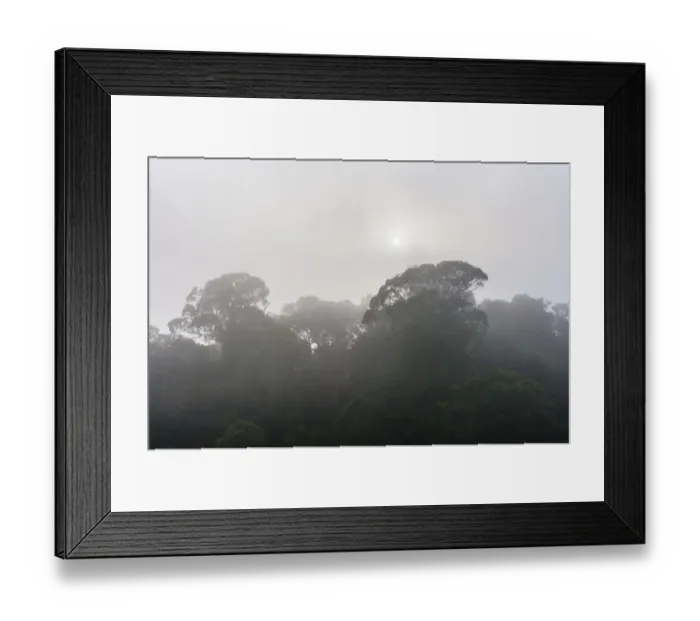 Framed Print : Jungle in the mist, silhouettes of trees, Periyar Dam, Thekkadi, Tamil Nadu, India Framed Print : Jungle in the mist, silhouettes of trees, Periyar Dam, Thekkadi, Tamil Nadu, India