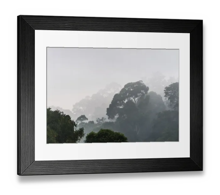 Framed Print : Jungle in the mist, silhouettes of trees, Thekkadi, Periyar Dam, Tamil Nadu, India Framed Print : Jungle in the mist, silhouettes of trees, Thekkadi, Periyar Dam, Tamil Nadu, India