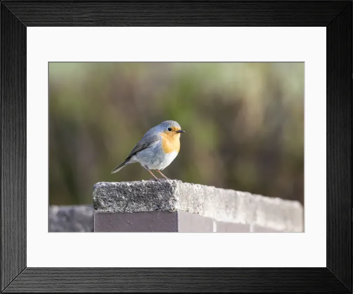 Framed Print : Robin -Erithacus rubecula-, perched on a stone wall, Fuldabruck, Fuldabruck, Hesse, Germany Framed Print : Robin -Erithacus rubecula-, perched on a stone wall, Fuldabruck, Fuldabruck, Hesse, Germany