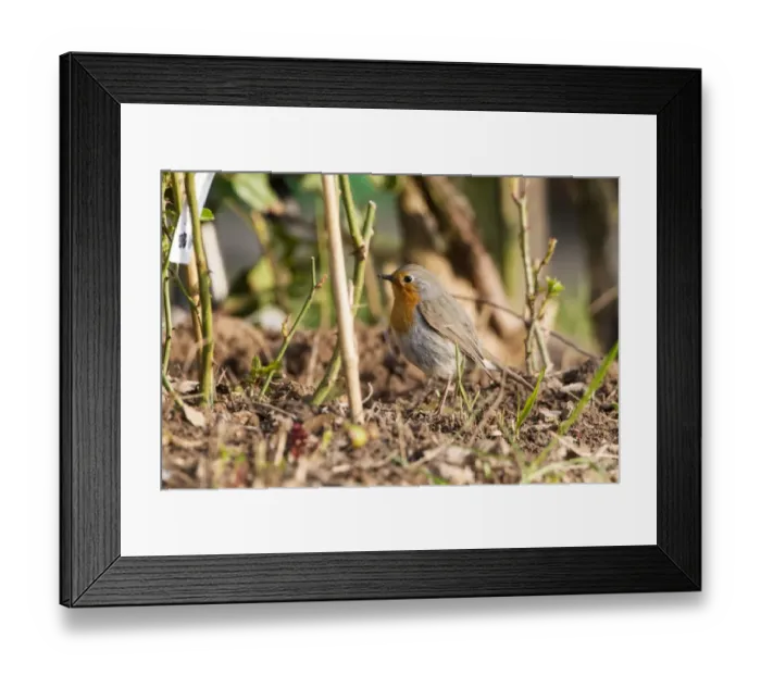 Framed Print : Robin -Erithacus rubecula-, on the ground, Fuldabruck, Fuldabruck, Hesse, Germany Framed Print : Robin -Erithacus rubecula-, on the ground, Fuldabruck, Fuldabruck, Hesse, Germany
