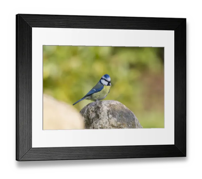 Framed Print : Blue Tit -Cyanistes caeruleus syn Parus caeruleus-, Fuldabruck, Hesse, Germany Framed Print : Blue Tit -Cyanistes caeruleus syn Parus caeruleus-, Fuldabruck, Hesse, Germany