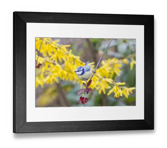 Framed Print : Blue Tit -Cyanistes caeruleus syn Parus caeruleus-, Fuldabruck, Hesse, Germany Framed Print : Blue Tit -Cyanistes caeruleus syn Parus caeruleus-, Fuldabruck, Hesse, Germany