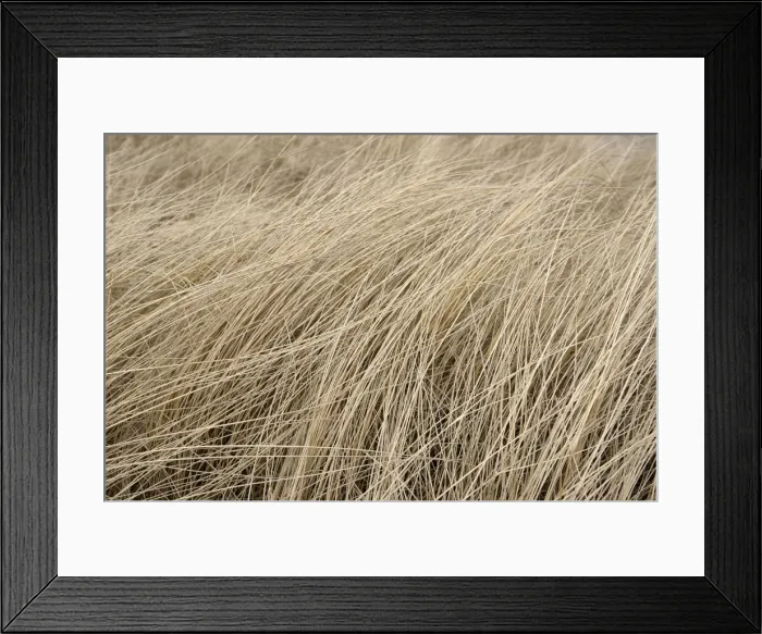 Framed Print : Marram grass in winter Framed Print : Marram grass in winter