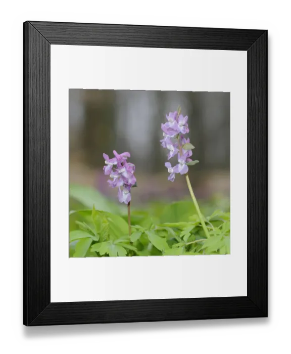 Framed Print : Corydalis -Corydalis cava-, Hainich National Park, near Eisenach, Thuringia, Germany Framed Print : Corydalis -Corydalis cava-, Hainich National Park, near Eisenach, Thuringia, Germany