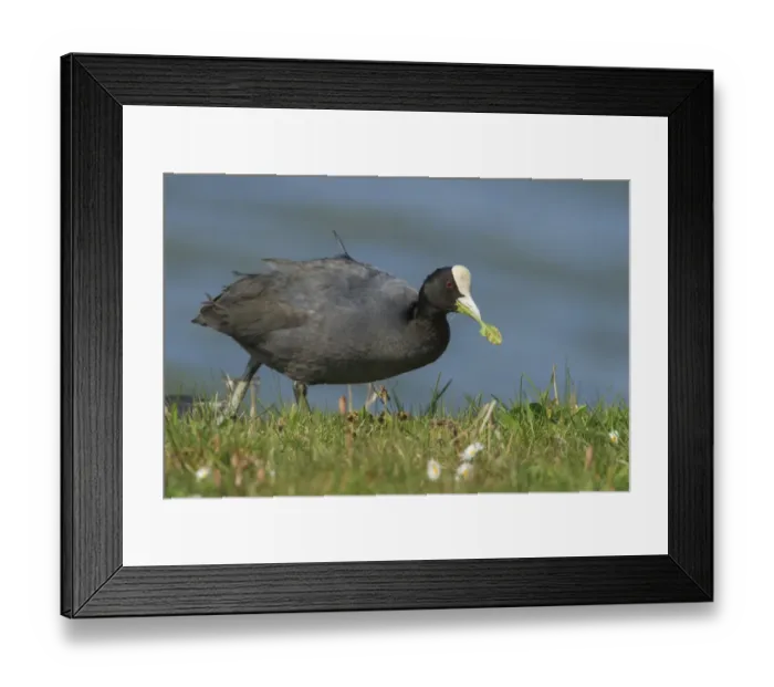 Framed Print : Coot -Fulica atra-, Texel Island, The Netherlands, Europe Framed Print : Coot -Fulica atra-, Texel Island, The Netherlands, Europe