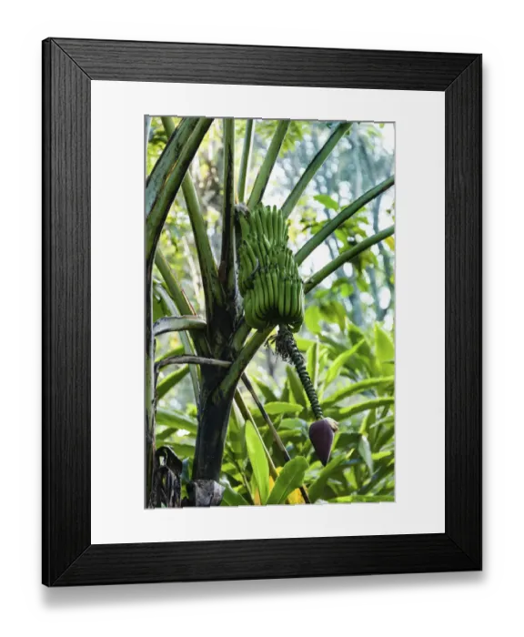 Framed Print : Banana tree, banana -Musa paradisiaca-, Kumily, Kerala, India Framed Print : Banana tree, banana -Musa paradisiaca-, Kumily, Kerala, India
