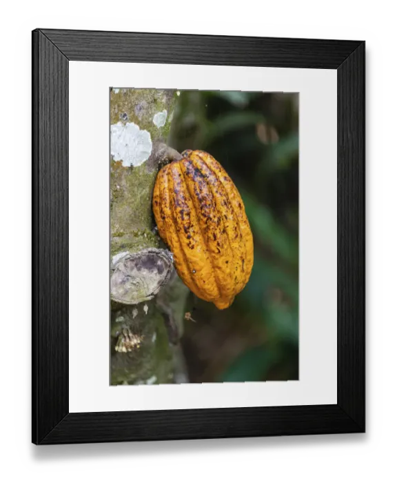 Framed Print : Yellow cacao fruit -Theobroma cacao-, Kumily, Kerala, India Framed Print : Yellow cacao fruit -Theobroma cacao-, Kumily, Kerala, India