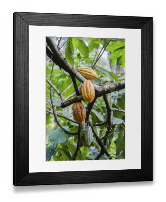 Framed Print : Cocoa tree -Theobroma cacao- with yellow cocoa fruits, Kumily, Kerala, India Framed Print : Cocoa tree -Theobroma cacao- with yellow cocoa fruits, Kumily, Kerala, India
