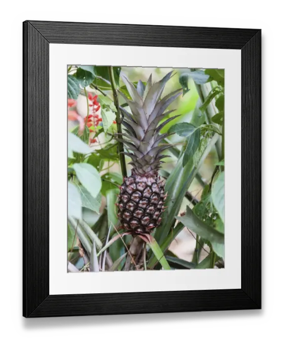 Framed Print : Pineapple plant with fruit -Ananas comosus-, Kumily, Kerala, India Framed Print : Pineapple plant with fruit -Ananas comosus-, Kumily, Kerala, India