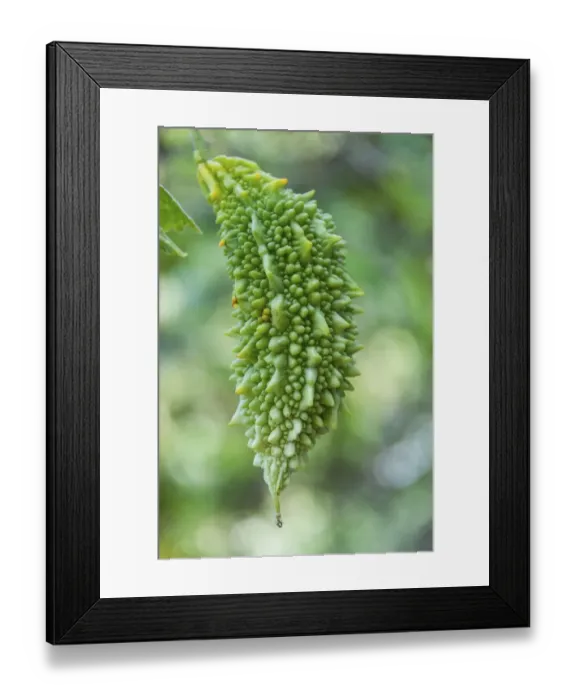 Framed Print : Bitter melon -Momordica charantia-, A Kumily, Kerala, India Framed Print : Bitter melon -Momordica charantia-, A Kumily, Kerala, India