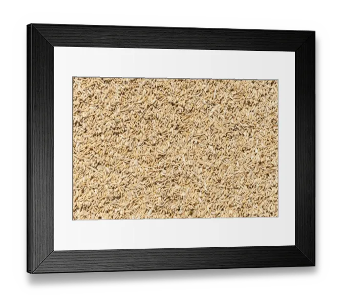 Framed Print : Rice Framed Print : Rice