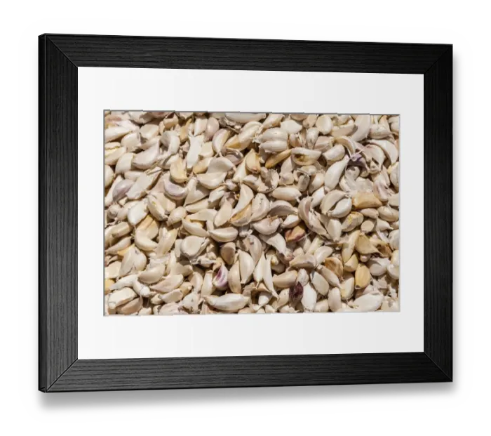 Framed Print : Garlic -Allium sativum-