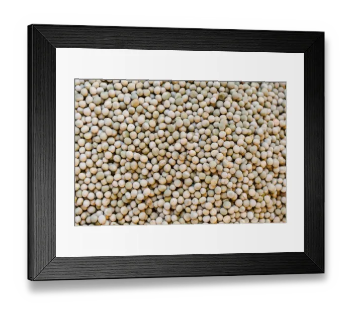 Framed Print : Peas -Pisum sativum- Framed Print : Peas -Pisum sativum-