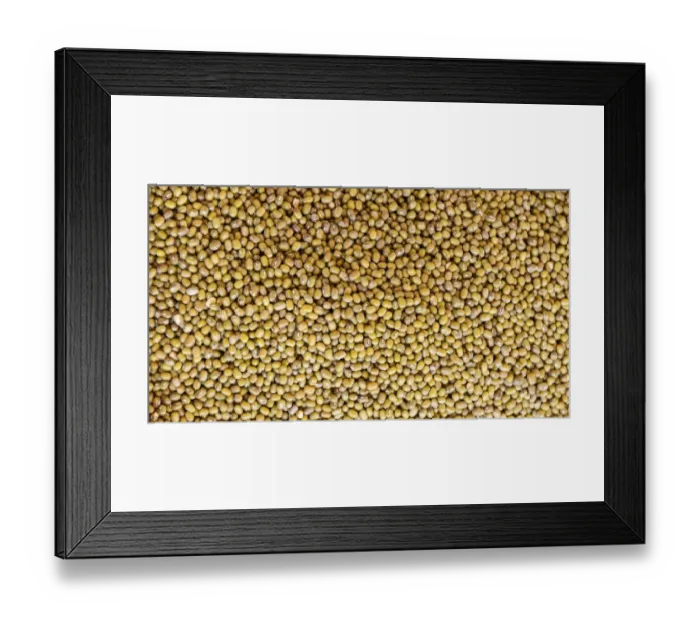 Framed Print : Common Beans -Phaseolus vulgaris- Framed Print : Common Beans -Phaseolus vulgaris-